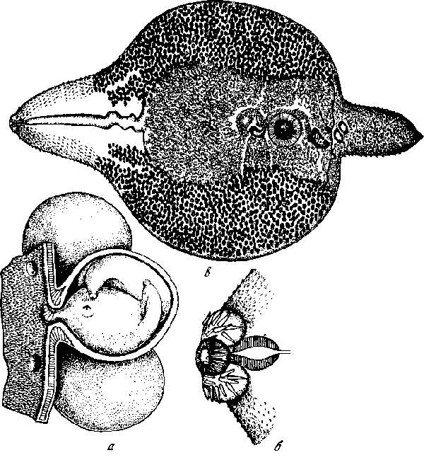 Представитель Семейства Balfouriidae